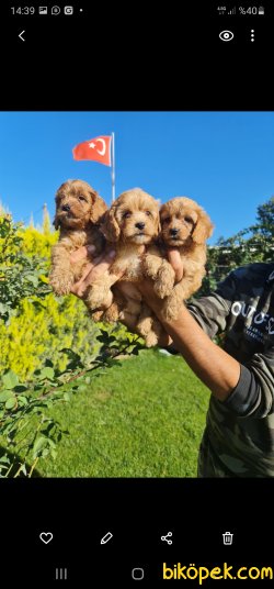 Maltipoo Yavrusu Denince Akla Hemen Onun Adı Gelir 5