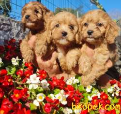 Maltipoo Yavrusu Profesyonel Çiftlikten 2