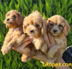 Maltipoo Yavrusu Profesyonel Çiftlikten 3