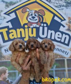 Maltipoo Yavrusu Profesyonel Çiftlikten 1