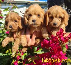 Maltipoo Yavrusu Profesyonel Çiftlikten 5