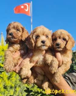 Maltipoo Yavrusu Profesyonel Çiftlikten 4