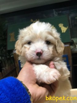 Maltipoo Yüzde Yüz Irk Be Sağlık Garantili 3