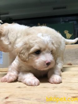 Maltipoo Yüzde Yüz Irk Be Sağlık Garantili 1