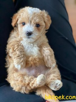 Maltipoo Yüzde Yüz Irk Be Sağlık Garantili 2