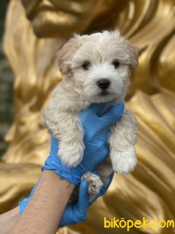 Maltpoo Tüy Dökmeyen Antialerjik Apricot Renk Yavrumuz 3