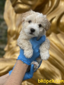 Maltpoo Tüy Dökmeyen Antialerjik Apricot Renk Yavrumuz 1