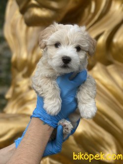 Maltpoo Tüy Dökmeyen Antialerjik Apricot Renk Yavrumuz 2