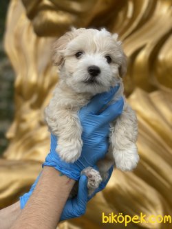 Maltpoo Tüy Dökmeyen Antialerjik Apricot Renk Yavrumuz 4