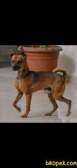 Mama Parasına Pinscher 2