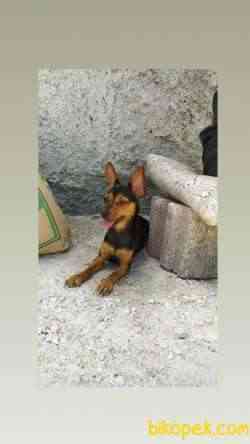 Mama Parasına Pinscher 1