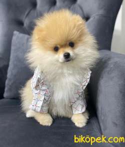 Maria Pet Fashion Farkıyla Pomeranian Yavru OLİV 2