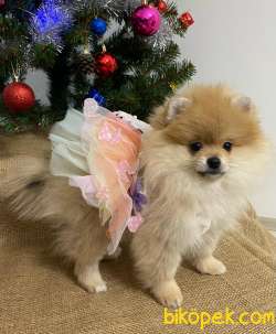 Maria Pet Fashion Farkıyla Pomeranian Yavru SOFİA 3