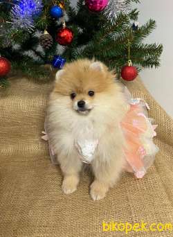 Maria Pet Fashion Farkıyla Pomeranian Yavru SOFİA 4