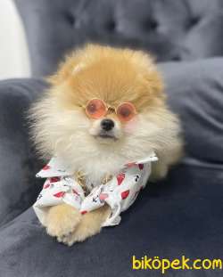 Maria Pet Fashion Farkıyla Pomeranian Yavru ZEUS 2