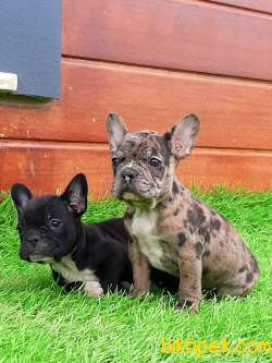 Marley Frenc Buldog Blue Marley 2
