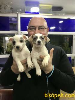 Mask Filminin Kahramanı Jack Russel Yavruları 5