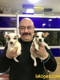 Mask Filminin Kahramanı Jack Russel Yavruları 3