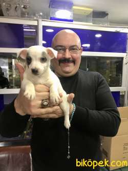 Mask Filminin Kahramanı Jack Russel Yavruları 4