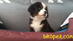 MASKELI BERNESE MOUNTAIN DOG YAVRULARI 2
