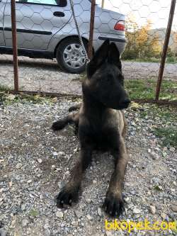 Maskeli Dişi Mali 3