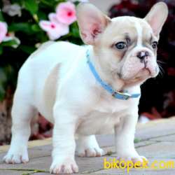 Maskeli French Buldog 3