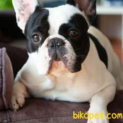 Maskeli French Buldog 2