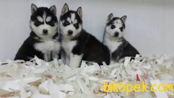 MASKELİ HUSKY SIBIRYA KURDU YAVRULARIMIZ 4