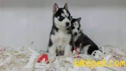 MASKELİ HUSKY SIBIRYA KURDU YAVRULARIMIZ 3
