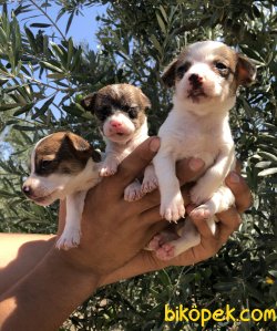 Maskeli Kısa Bacak Jack Russel Terrier Yavrularımız 3