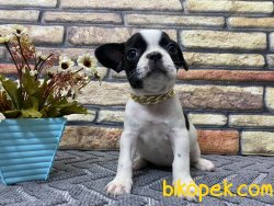 Maskeli Safkan French Bulldog Yavrumuz Harley 1