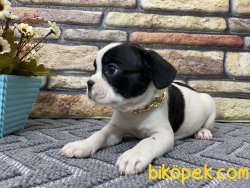 Maskeli Safkan French Bulldog Yavrumuz Harley 4
