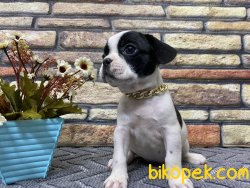 Maskeli Safkan French Bulldog Yavrumuz Harley 2