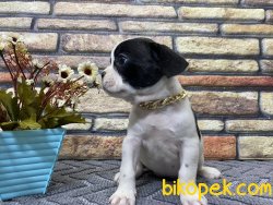 Maskeli Safkan French Bulldog Yavrumuz Harley 5