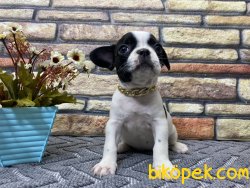 Maskeli Safkan French Bulldog Yavrumuz Harley 3