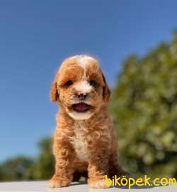 MASKELİ TEACUP POODLE KIZIMIZ 1