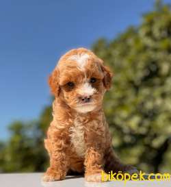 MASKELİ TEACUP POODLE KIZIMIZ 5