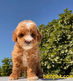 MASKELİ TEACUP POODLE KIZIMIZ 2