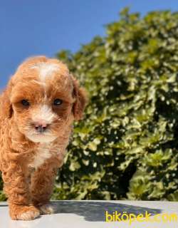 MASKELİ TEACUP POODLE KIZIMIZ 3