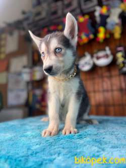 Masmavi Gözleriyle Husky Sibirya Kurdu Yavrularımız 3