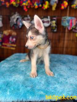 Masmavi Gözleriyle Husky Sibirya Kurdu Yavrularımız 4