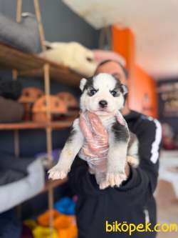 Masmavi Gözleriyle Husky Sibirya Kurdu Yavrularımız