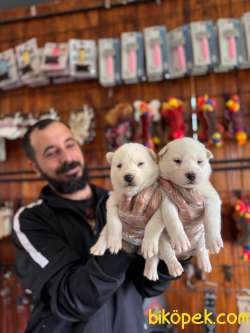 Masmavi Gözleriyle Husky Sibirya Kurdu Yavrularımız 3