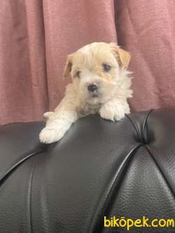 MASSPET-F2 MALTİPOO YAVRULAR 1