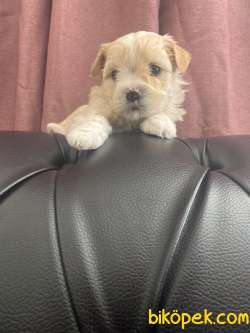 MASSPET-F2 MALTİPOO YAVRULAR 2