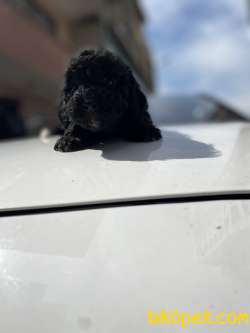 MASSPET-SİLVER TOY POODLE 3