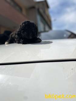 MASSPET-SİLVER TOY POODLE 4