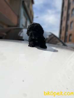 MASSPET-SİLVER TOY POODLE 2