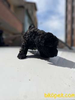 MASSPET-SİLVER TOY POODLE 1
