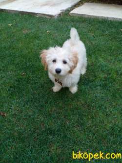 Masum Bakışlı Maltipoo Lokumumuz 1